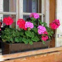 PELARGONIUM Zľavy MIX FARBA SEMIAKY Ideálny balkón a záhrada BIOSEMENÁ Druh rastliny petúnie