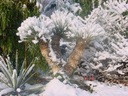 Mrazuvzdorná Jukka Rostrata (Yucca rostrata) do - 20 C semená 3 ks Farba kvetu biela