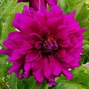 Георгин «Purple Taiheijo» с крупными цветками 30 см.