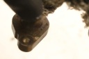 TUYAU EGR 4U3Q9F468BF PEUGEOT 607 2.7 HDI 4U3Q-9F468BFphoto 5