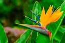 Набор для выращивания растений Стрелиция Крулевская, семена Paradise Bird