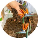 Грунт для Стрелиции Premium Dedicated Substrate 13л