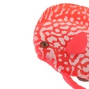 Luminous vzťah s rybami - Červená Rodina bozkávanie gourami