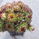 Wallwort Tectorum Многолетние многолетние саженцы суккулентное растение для сада