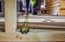 РУЛЕТКА DEWALT 10 М 32 ММ DWHT36932-0