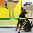 ШГУРА для собаки Мальтийский шпиц 34-44см TRE PONTI дышащая желтая размер 2
