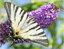 Budleja Dávida Motýlie Krík - Wabi Motýle Buddleja Dávida semená 100 ks Štýl japonská záhrada moderná záhrada skalka stredomorská záhrada vidiecka záhrada