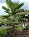 Mrazuvzdorná palma Wagnerov drhnutie do - 24 C vo vašej záhrade semená Hmotnosť (s balením) 0.001 kg