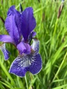 Irys Syberyjski Kosaciec niebieskie kwiaty idealny przy brzegu oczka stawu Kod producenta wodne-rośliny