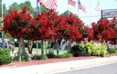 LAGERSTROEMIA RED NAJDŁUŻEJ KWITNĄCY KRZEW ŚWIATA