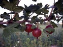 Agrest czerwony NIESŁUCHOWSKI FORMA KRZACZASTA Rodzaj rośliny agrest