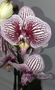 ФАЛЕНОПСИС орхидея 6