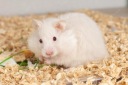 ТРАЦИНИЙ ЛИТЕР ДЛЯ КОТЯТ 120Л - 6кг