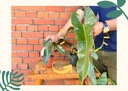 Alocasia Yucatan Princess| Alocasia ideálna ako darček! Jucatan Druh rastliny zelené rastliny