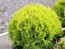 ТУИЯ AMBER GLOW THUJA OCCIDENTALIS ПОСЕВ P9