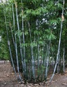 ŽELEZNÝ BAMBUS (DENDROCALAMUS STRICTUS) 5 SEMIEN Štýl japonská záhrada moderná záhrada skalka stredomorská záhrada vidiecka záhrada