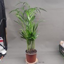 Areca Areka Dypsis lutescens Chrysalidoca 80cm oczyszcza powietrze