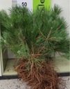 Сосна черная Pinus Nigra ПОСАДЫ 3-летние елки