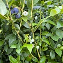 Голубика Bluecrop (Vaccinium) P13