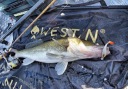 Для HAPPY HORSE ! Westin Shad Teez [9cm] 7g # 1pc.
