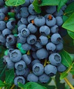 Саженец голубики BLUEJAY FAST RISE FRUIT в горшке