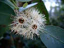Modrý Eukalyptus vo vašej záhrade odpudzuje mušky a komáre semená Druh Okrasný strom