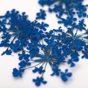 Сухие цветы для ногтей Royal Blue Синие цветы для украшения MollyLa.