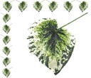 Liść BEGONIA green/white LIŚCIE 12 szt