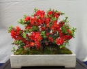 АЙВА ЯПОНСКАЯ CHAENOMELES JAPONICA 20 СЕМЯН
