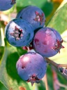 СВИДОЛИВА НОРТЛАЙН сладкие полезные фрукты ВИТАМИНЫ привлекательная рассада