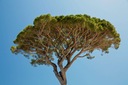 Borovica pínia Jednodomé ihličnaté drevo semená Druh Okrasný strom