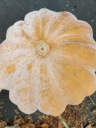 SEEDS BLACK FUTSU PUMPKIN - традиционная японская тыква с мускатным орехом.