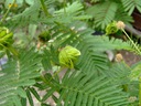 Drevená ruža (Desmanthus Illinoensis) Semená Štýl japonská záhrada moderná záhrada skalka stredomorská záhrada vidiecka záhrada