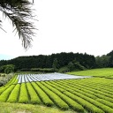 Matcha Midori Japán Kulináris Tea Napi | 100g Tömeg 100 g