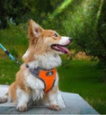 Tréningový vychádzkový postroj pre psa oranžový S Farba odtiene oranžovej