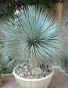 Mrazuvzdorná Jukka Rostrata (Yucca rostrata) do - 20 C semená 3 ks Hmotnosť (s balením) 0.001 kg