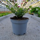 Cuphea Hyssopifolia Цветочный Горшок Декоративный Сад