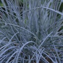 Kostrava sina Elijah Blue - Festuca glauca