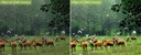 MINI Kamera lesná poľovnícka foto pasca DETEKCIA fotopasca + nálepka Kvalita záznamu brak informacji