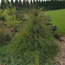 THUJA FILIFORMIS WESTERN TRUTH RARITY ЦВЕТОЧНЫЙ ГОРШОК