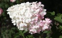 Hortensja Vanille Fraise 70-80cm Najpiękniejsza Rodzaj rośliny hortensje