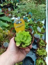 Pinguicula Сипуха, росянка, насекомоядные, плотоядные, поедающие мух.