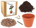 Набор для выращивания бонсай Desert Rose растений Баобаба
