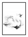 КАРТИНА-ПОСТЕР В РАМКЕ 33х43 см Лебедь P748
