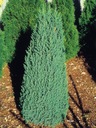 МОЖЖЕВЕЛЬНИК КИТАЙСКИЙ STRICTA JUNIPERUS Саженцы P9