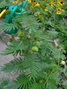 Drevená ruža (Desmanthus Illinoensis) Semená Hmotnosť (s balením) 0.001 kg