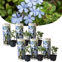 Plumbago auriculata - Набор из 6 шт. - Вьющееся цветение - ⌀9 см - В25-40см