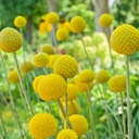 SLUNEČNÍ KRÁSKA, NA KYTICE - Semena Značka Premium Seeds