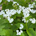 Brunera veľkolistá BETTY BOWRING Brunnera Biele kvety Sadenice 1L Kód výrobcu Brunera BETTY BOWRING - Sadzonki P11