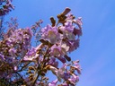 PAULOWNIA OMSZONA DRZEWO TLENOWE- CESARSKIE DRZEWO Wysokość sadzonki 0-0 cm